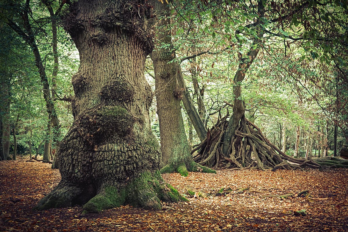 Photo of Blakemore Wood in the Autumn